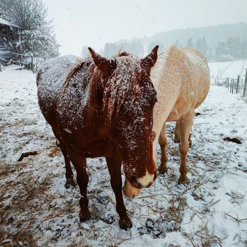Snöiga hästar