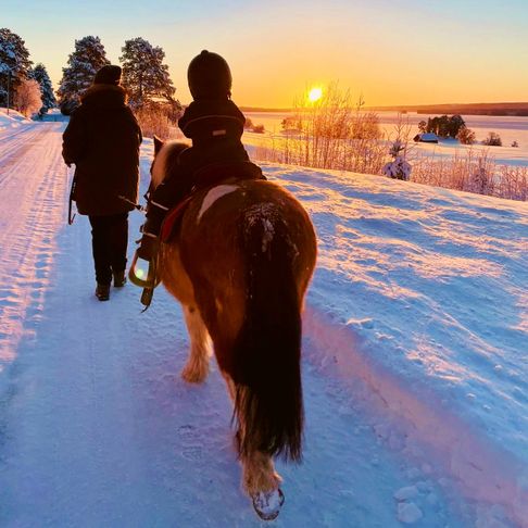Vinter ponny mot solen