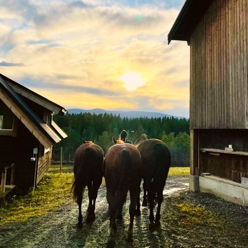 tre hästar mot solen